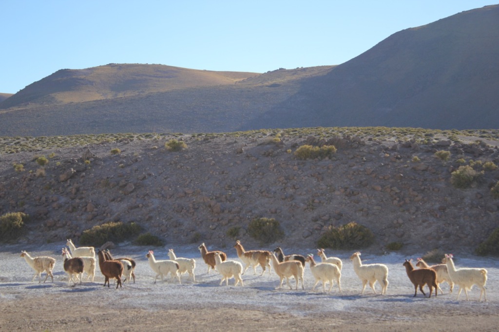 atacama desert