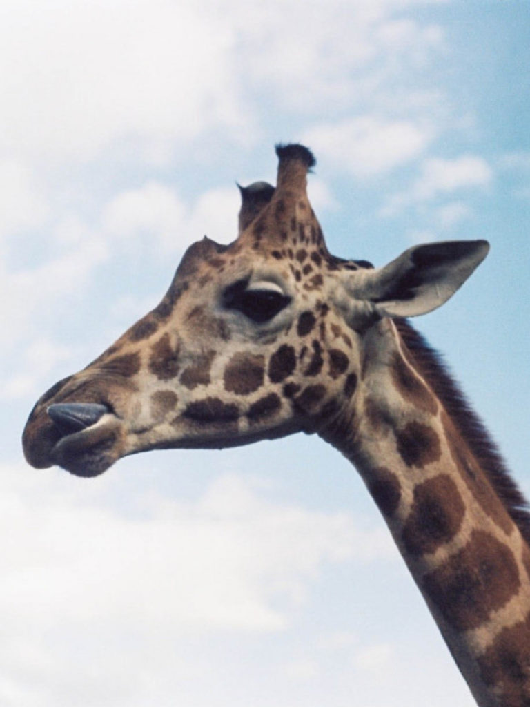 First time on Safari | WORLD OF WANDERLUST