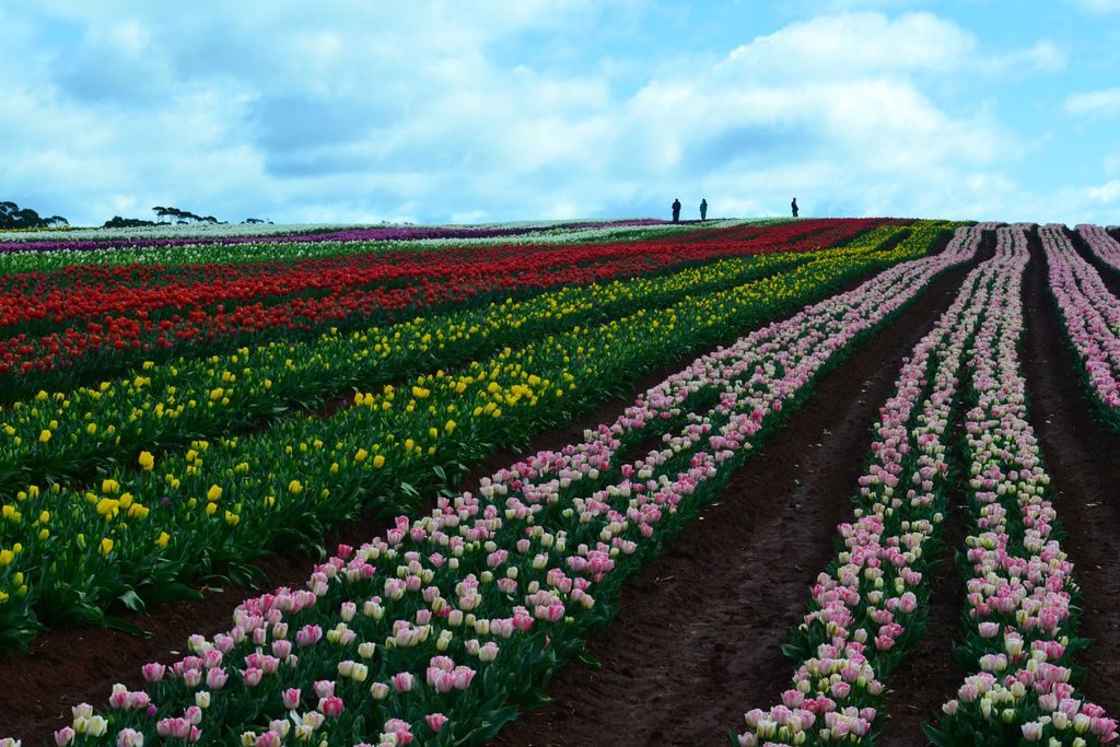 Bloomin Tulips Festival