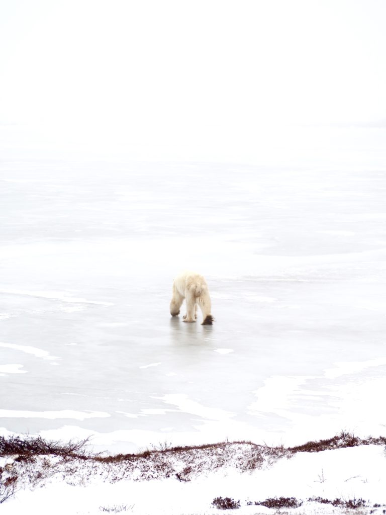 Polar_Bear_Capital_of_the_World