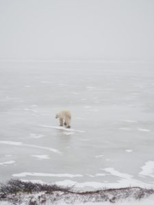 Polar_Bear_Capital_of_the_World