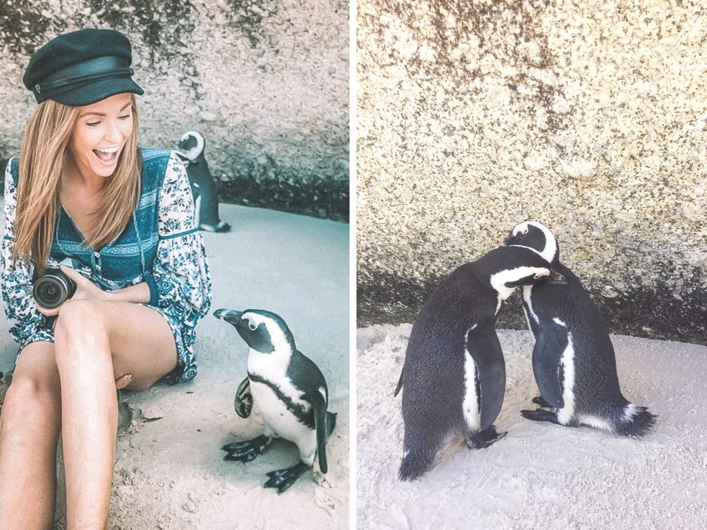 Boulders Beach Day Trip | WORLD OF WANDERLUST