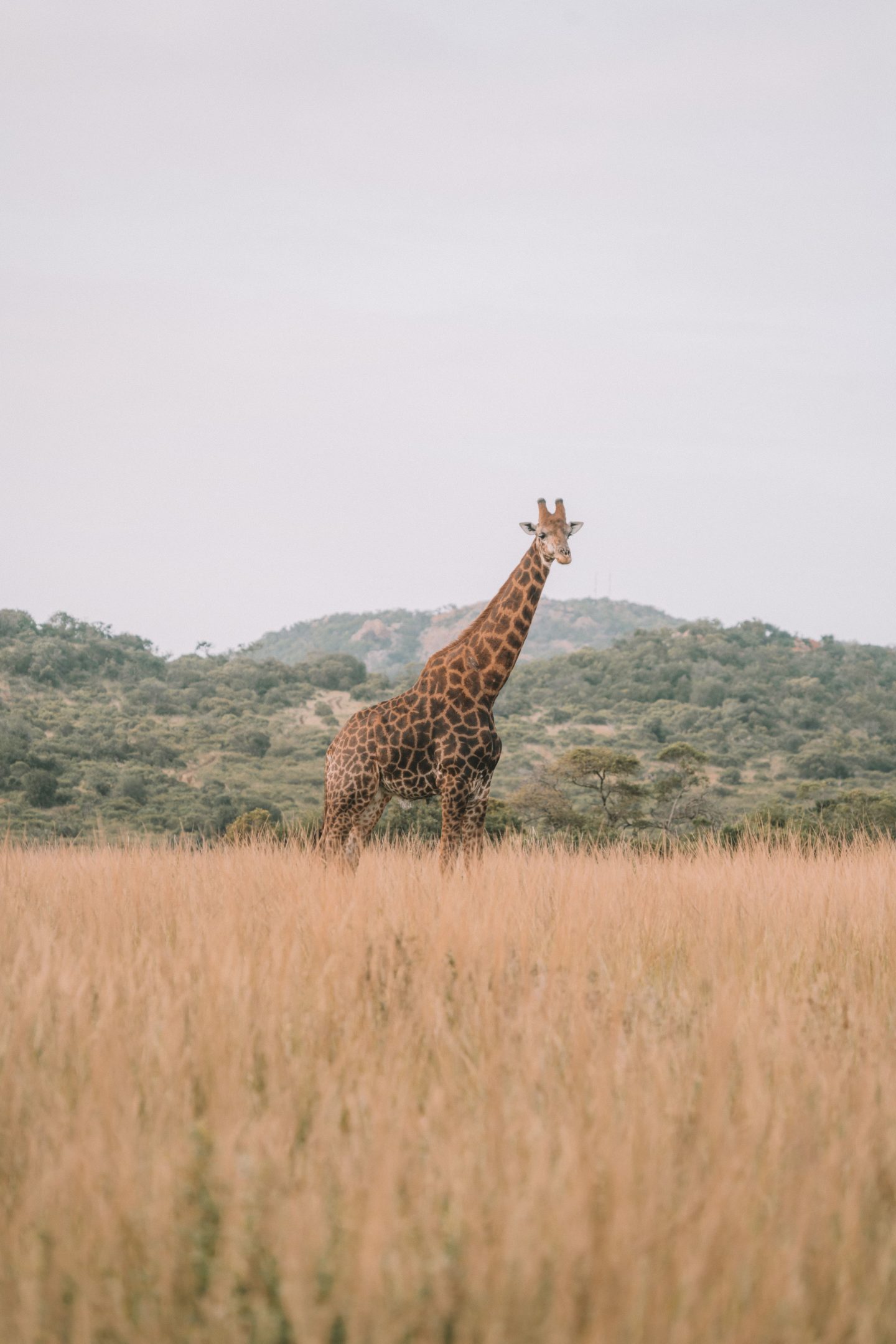 Best time to go on safari in Africa